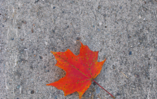 Maple leaf on concrete