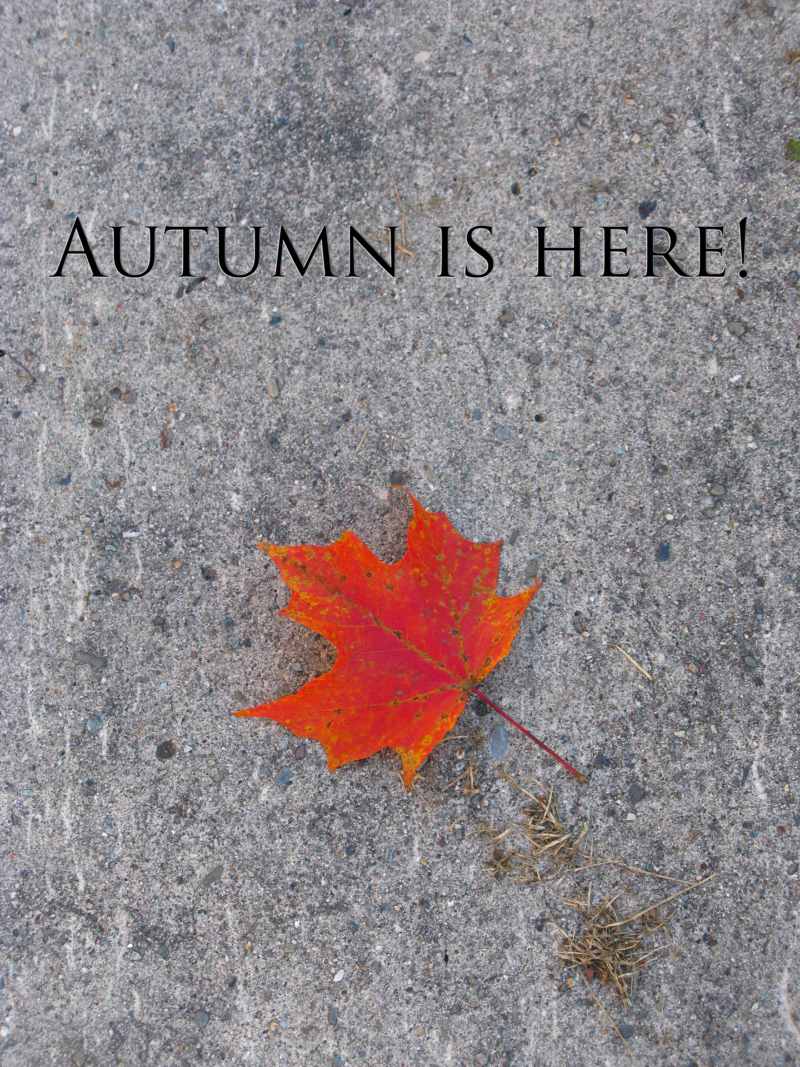 Maple leaf on concrete