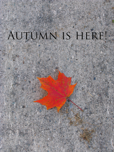Maple leaf on concrete